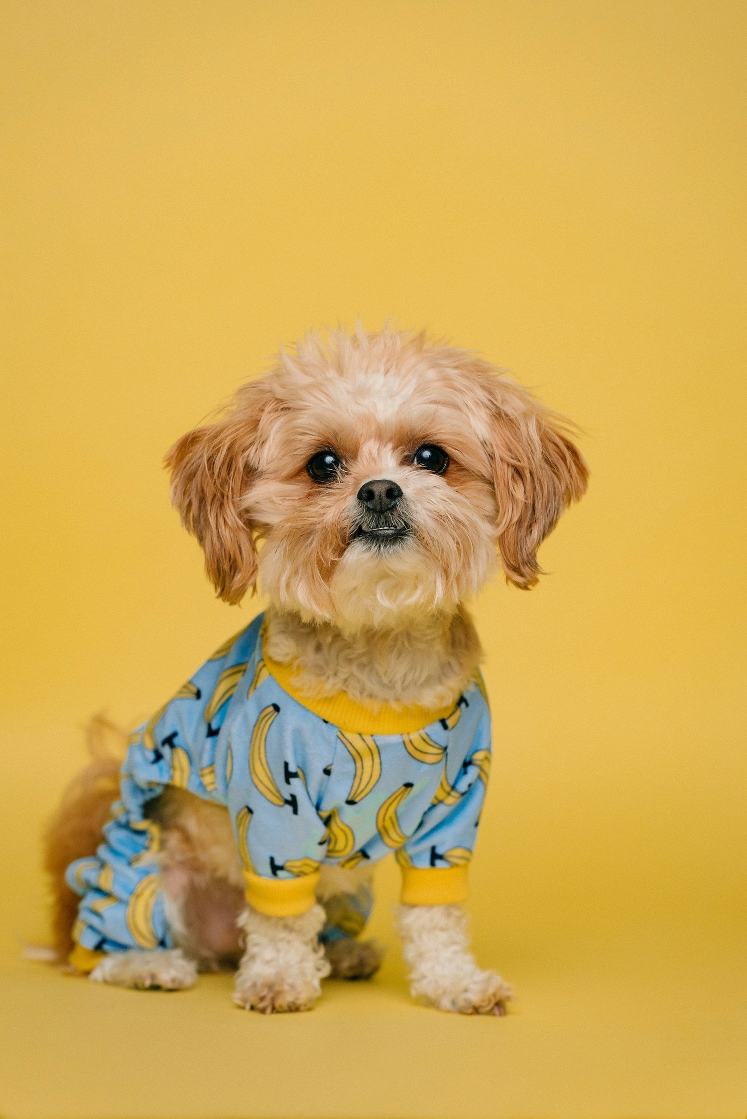Pet Clothes & Costumes