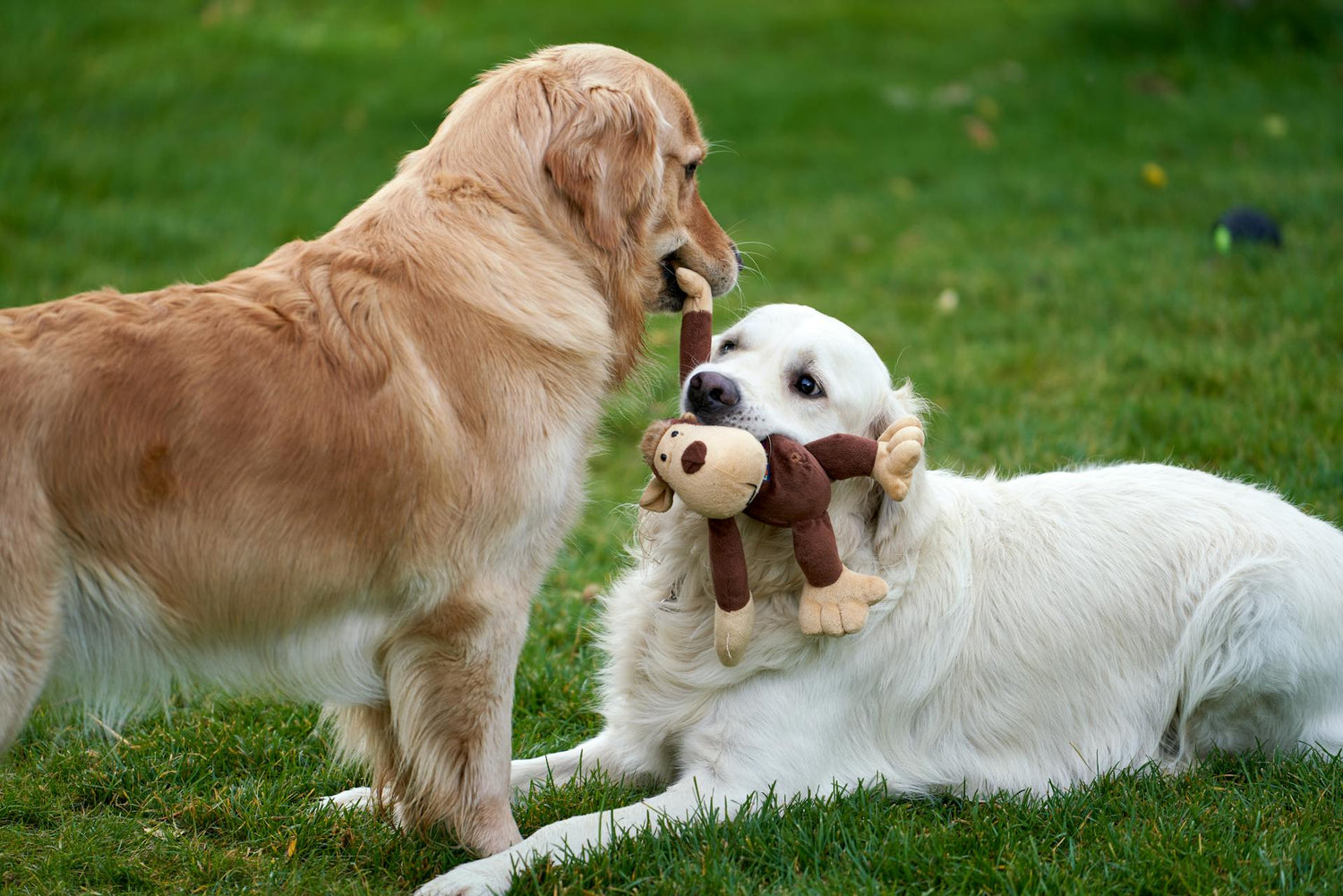 Dog Toys