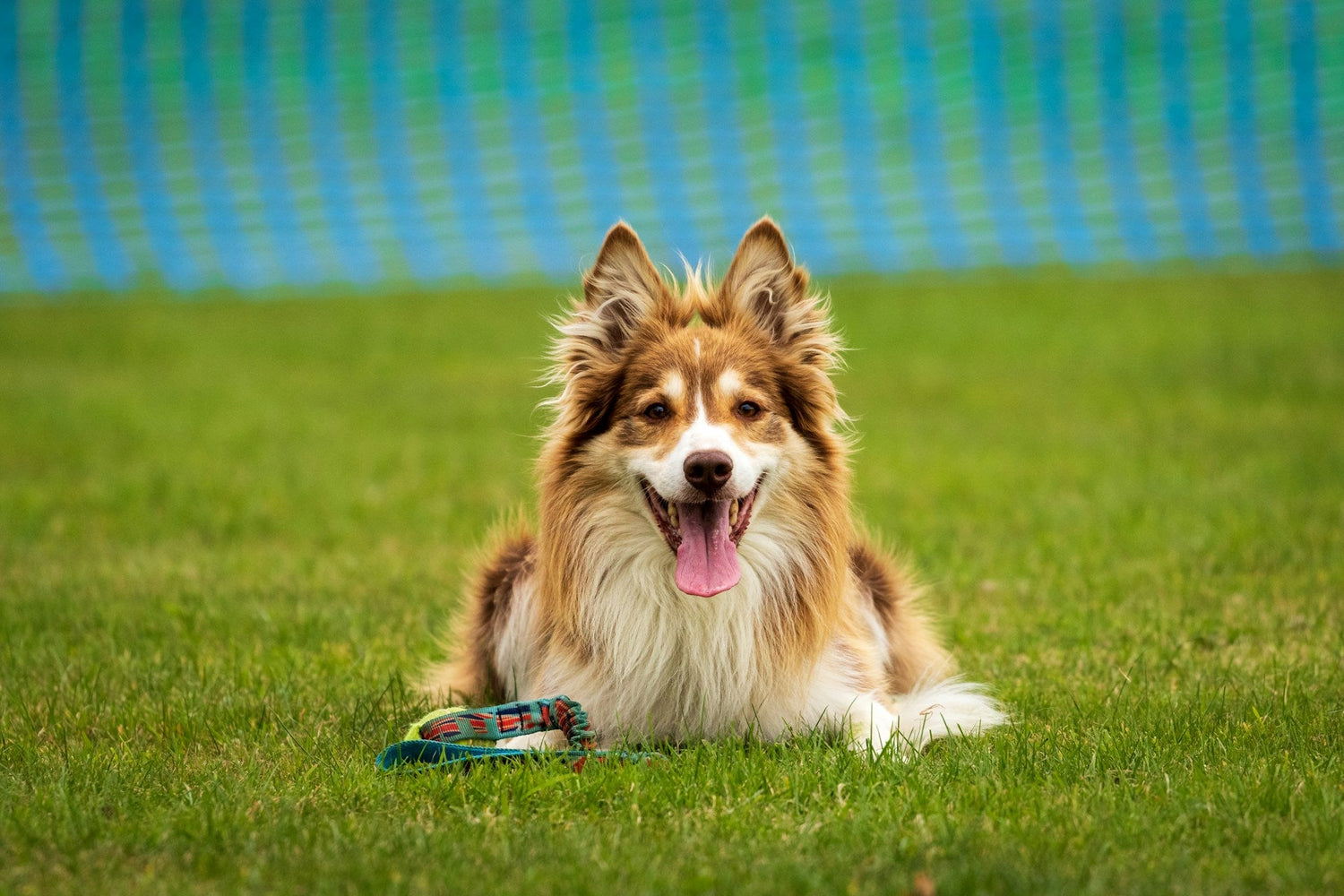 Dog training