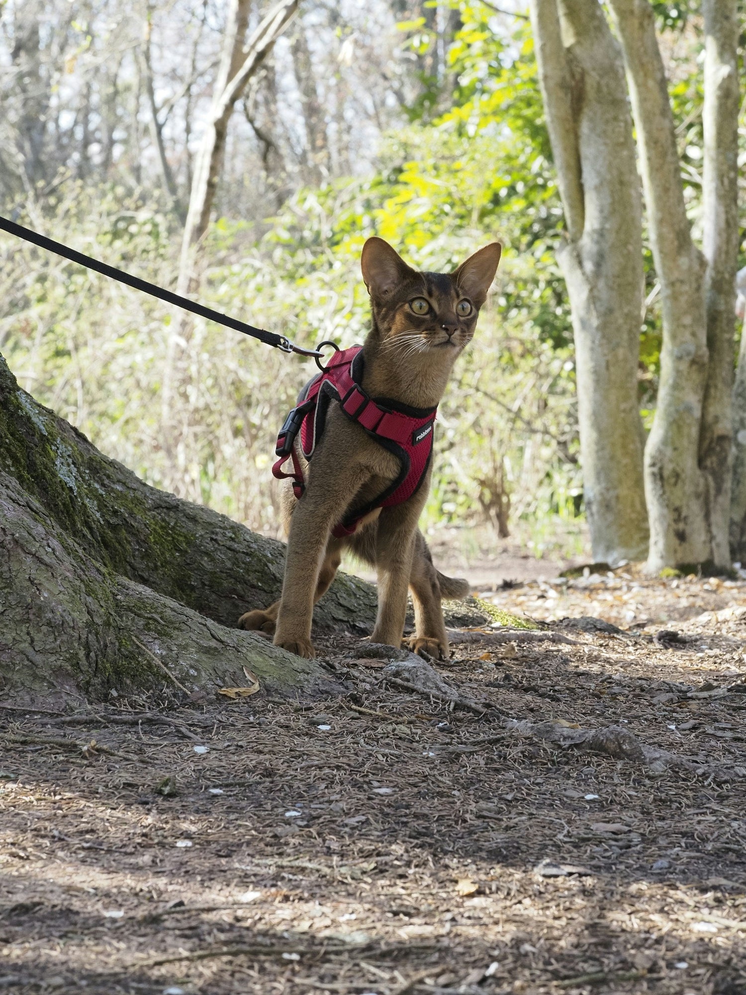 Leashes & Harnesses