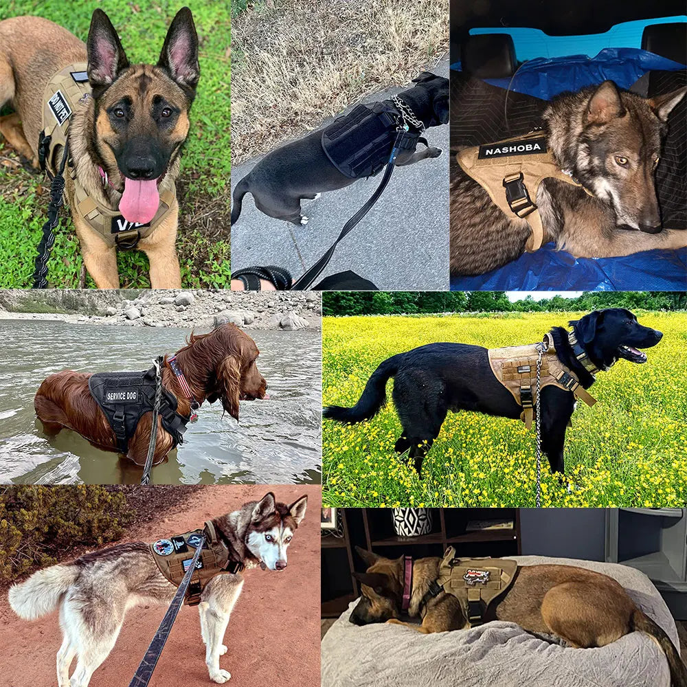 Tactical Dog Harness and Leash Set for Active Dogs